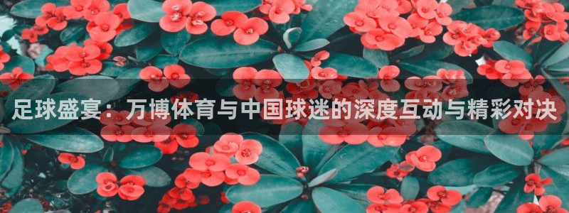足球盛宴：万博体育与中国球迷的深度互动与精彩对决