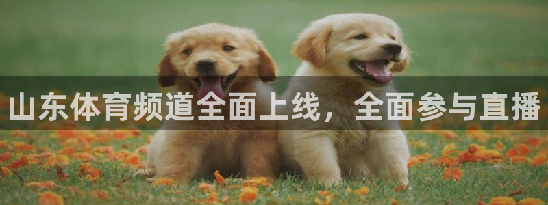 山东体育频道全面上线，全面参与直播